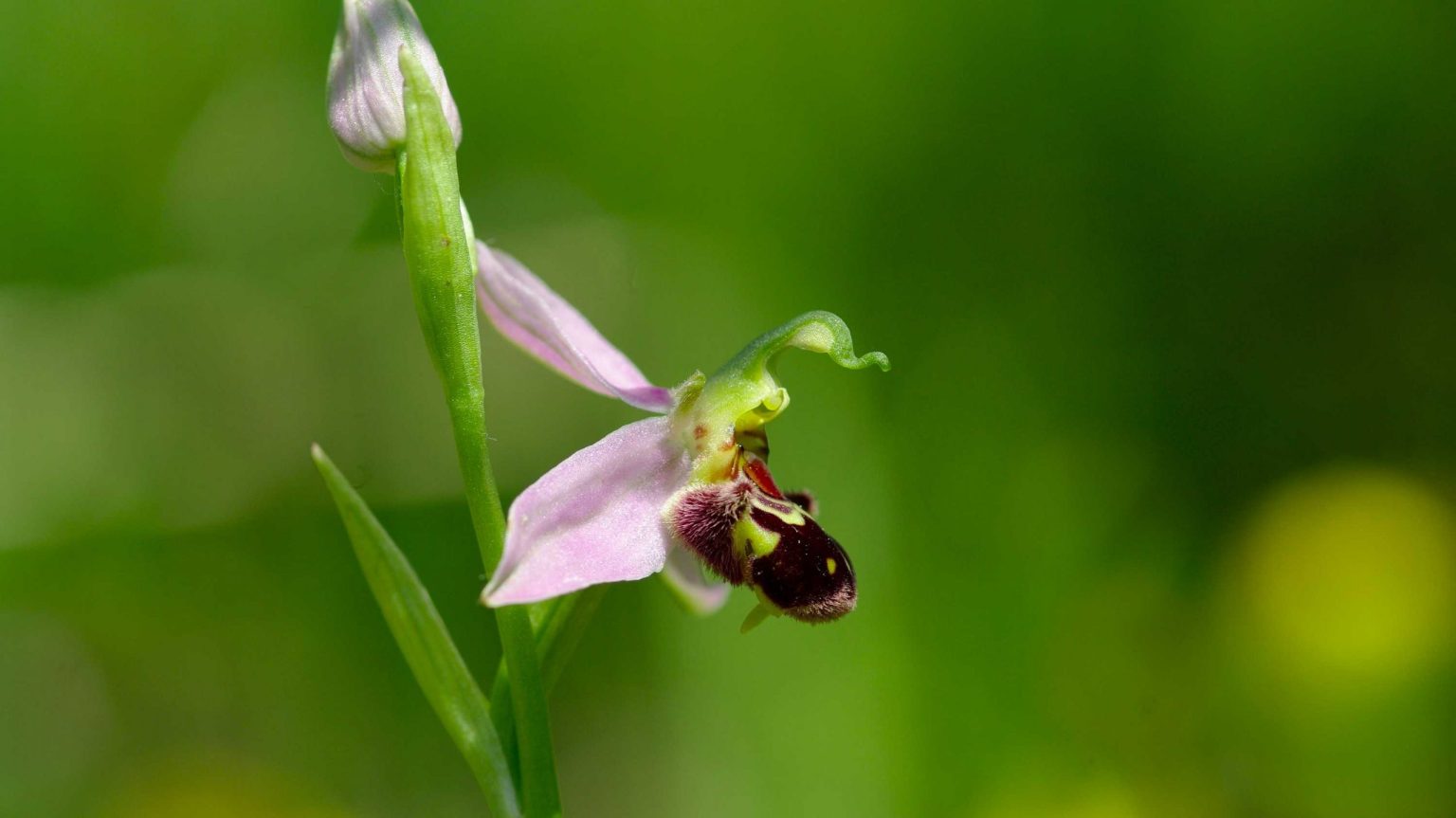 Ophrys abeille ©Michel Decremps